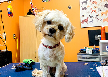 North Bay
Salons de Toilettage Pour Animaux De Compagnie
Pet Grooming Express image 1