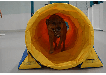 Winnipeg
Dresseurs De Chiens
Wooftopia Dog Training & Recreation Centre image 1